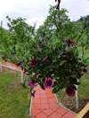 Апартаменты Garden House Плав-5